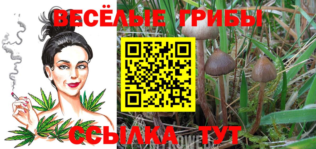 Галлюциногенные грибы прущие грибы Томск